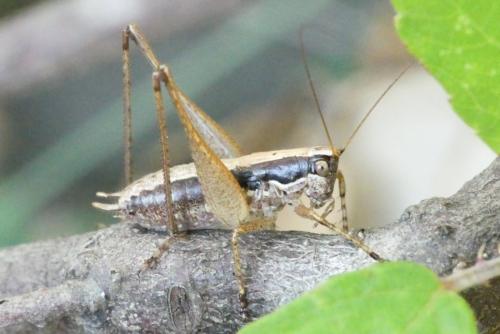 Yersinella raymondii